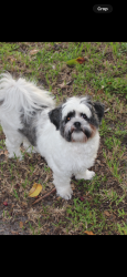 Reunited Female Dog last seen Waco and Babcock, Palm Bay, FL 32909