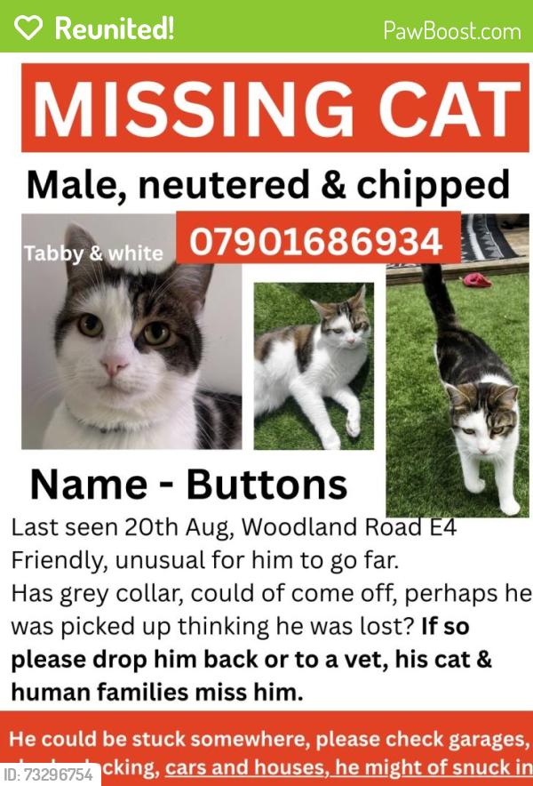 Reunited Male Cat last seen E4 7ET, Greater London, England E4 7ET