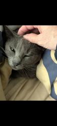 Reunited Female Cat last seen Ryder St and 9th St Vallejo, CA, Vallejo, CA 94590
