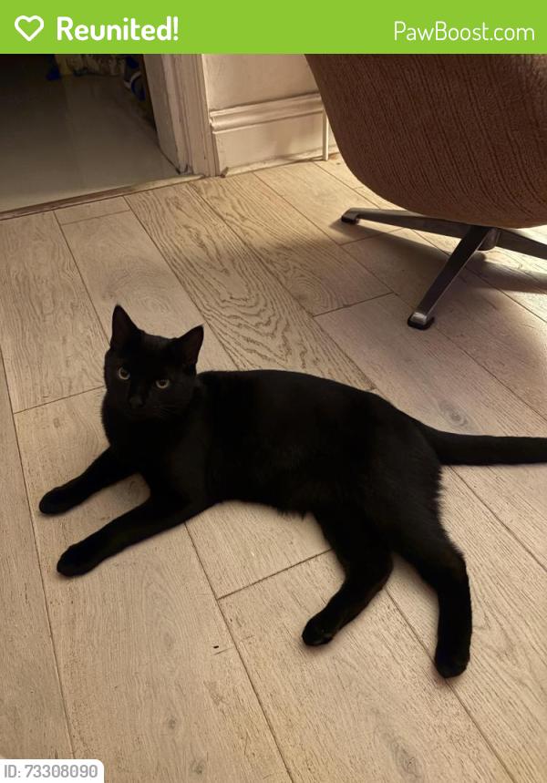 Reunited Male Cat last seen Whinbush Road near Club 85 Hitchin, Hertfordshire, England 