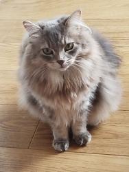 Reunited Female Cat last seen Pinewood Gardens, Lobley Hill, England 