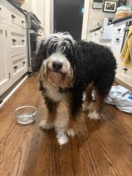 Reunited Male Dog last seen Montgomery and Washington, Ann Arbor, MI 48103