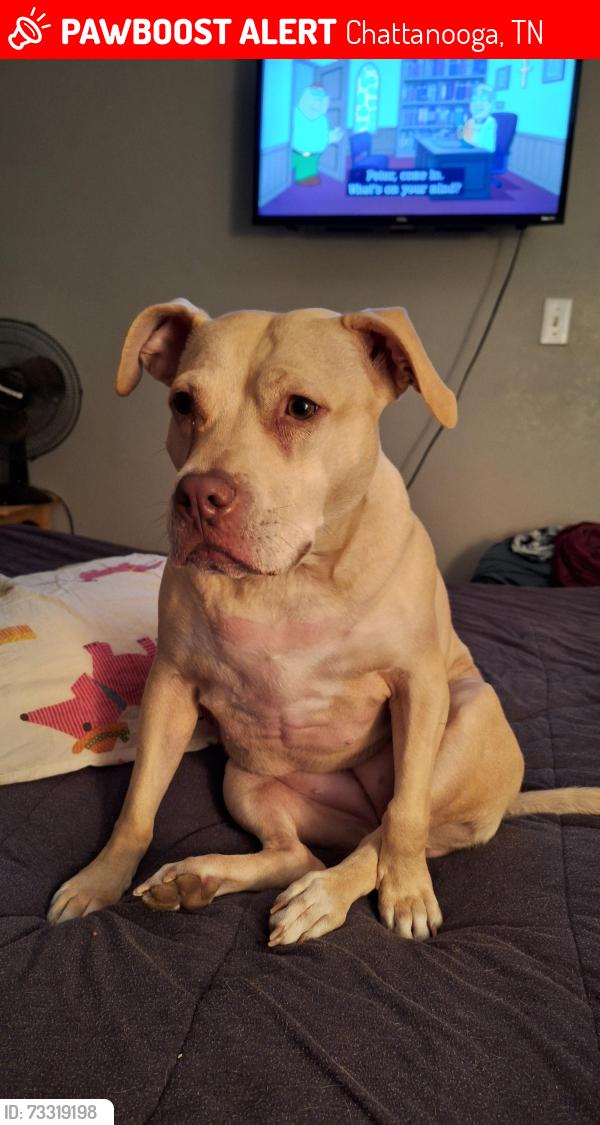 Lost Female Dog last seen Howard johnson hotel, Chattanooga, TN 37419