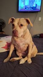 Lost Female Dog last seen Howard johnson hotel, Chattanooga, TN 37419