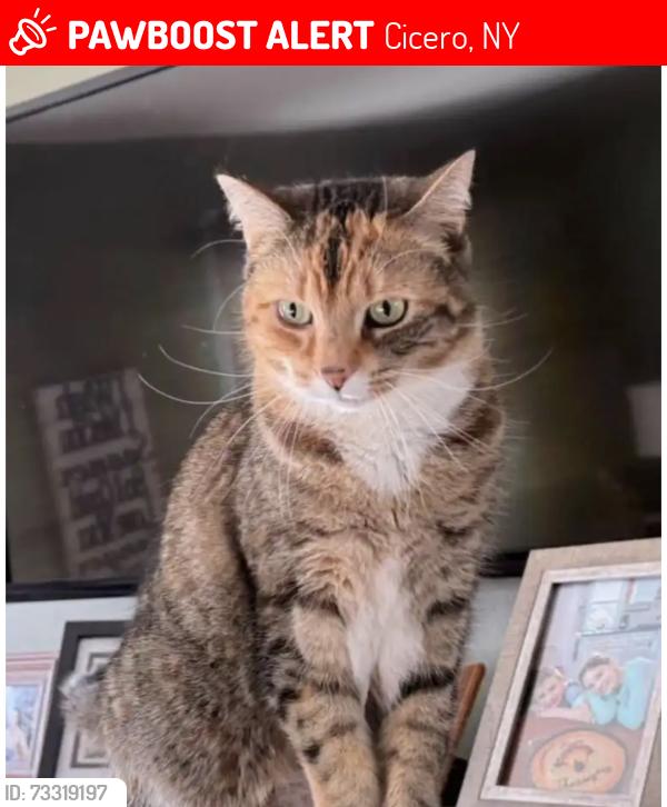 Lost Female Cat last seen Jerusalem dr, Cicero, NY 13039