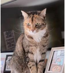 Lost Female Cat last seen Jerusalem dr, Cicero, NY 13039