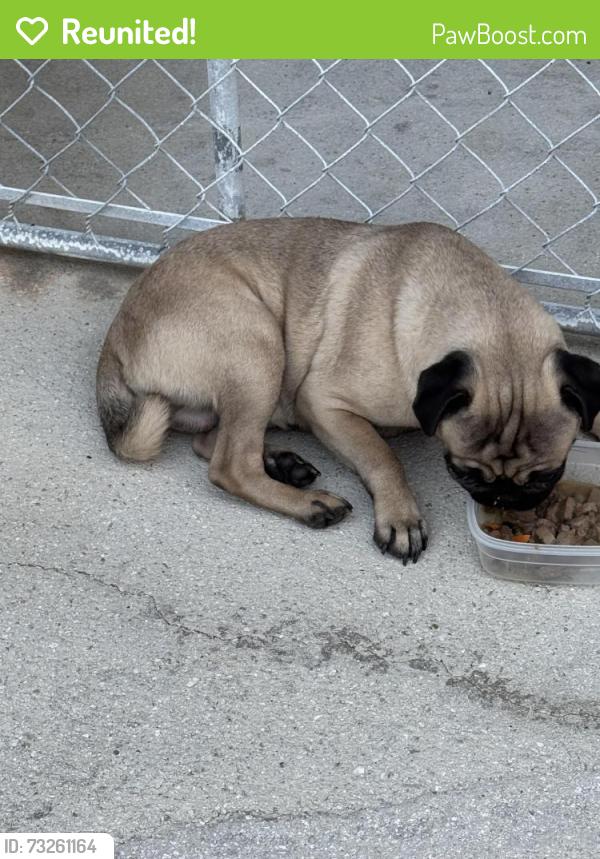 Reunited Male Dog last seen Sw 8th street and 130 terrace, Davie, FL 33325