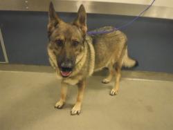Shelter Stray Female Dog last seen Near BLOCK SW 215TH AVE, 3599 NW 79th Ave, Doral, FL 33122, USA