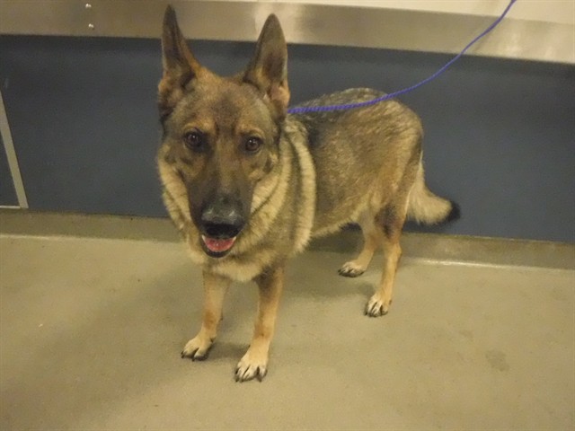 Shelter Stray Female Dog last seen Near BLOCK SW 215TH AVE, 3599 NW 79th Ave, Doral, FL 33122, USA