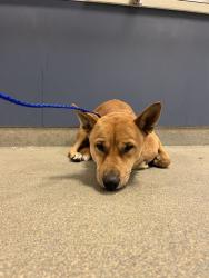 Shelter Stray Male Dog last seen Near BLOCK NW 64 ST, 3599 NW 79th Ave, Doral, FL 33122, USA