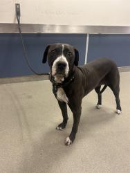 Shelter Stray Female Dog last seen Near BLOCK NW 183RD ST, 3599 NW 79th Ave, Doral, FL 33122, USA