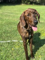Shelter Stray Male Dog last seen CHARLOTTE, 8315 Byrum Dr, Charlotte, NC 28217, USA