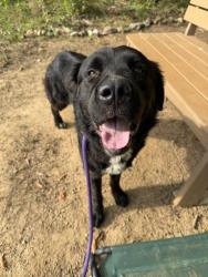 Shelter Stray Male Dog last seen CHARLOTTE, 8315 Byrum Dr, Charlotte, NC 28217, USA