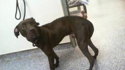 Shelter Stray Male Dog last seen CHARLOTTE, 8315 Byrum Dr, Charlotte, NC 28217, USA
