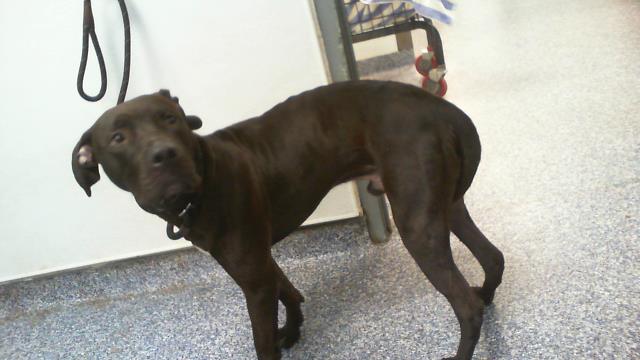 Shelter Stray Male Dog last seen CHARLOTTE, 8315 Byrum Dr, Charlotte, NC 28217, USA