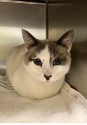 Reunited Male Cat last seen Olympia fire department #4 stoll rd and lilly rd olympia wa, Olympia, WA 98501