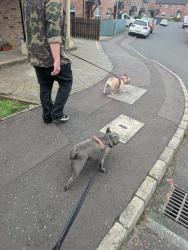 Reunited Male Dog last seen Squires view, Belfast, Northern Ireland 
