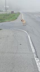Reunited Unknown Dog last seen Old Ashland City Rd and Beacon Dr, Clarksville, TN 37043