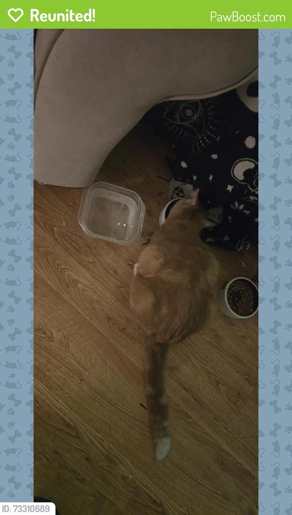 Reunited Male Cat last seen Farm and fleet, kohls, Willowbrooke apmts, Woodstock, IL 60098