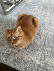 Lost Male Cat last seen Hydepark and South Carriage, London, ON N6G 0T2