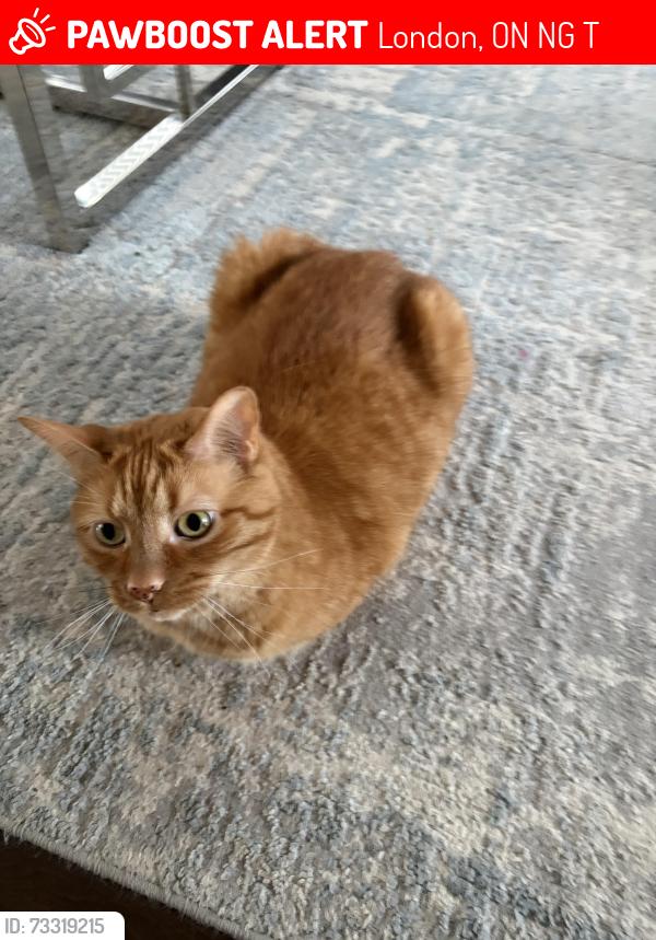 Lost Male Cat last seen Hydepark and South Carriage, London, ON N6G 0T2