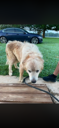 Found/Stray Male Dog last seen Houser farm road, lackey road, off 27 west, Lincoln County, NC 28168