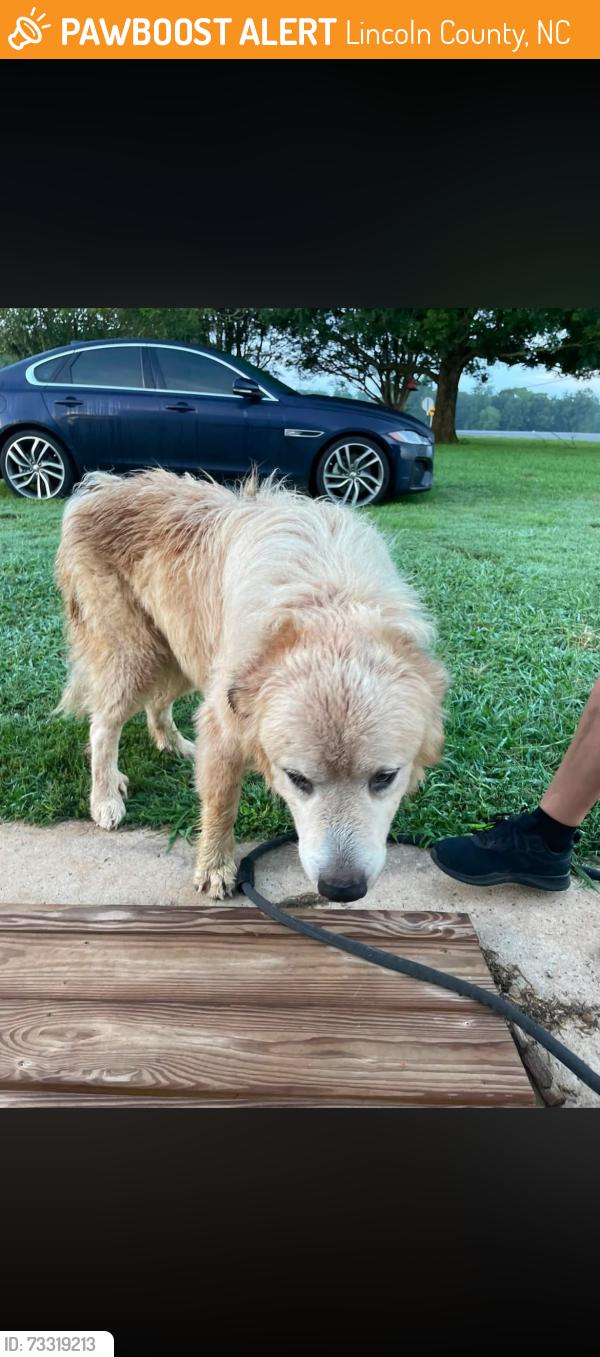 Found/Stray Male Dog last seen Houser farm road, lackey road, off 27 west, Lincoln County, NC 28168