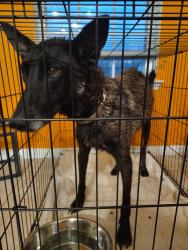 Reunited Male Dog last seen Sterling heights neighborhood, Rosharon, TX 77583