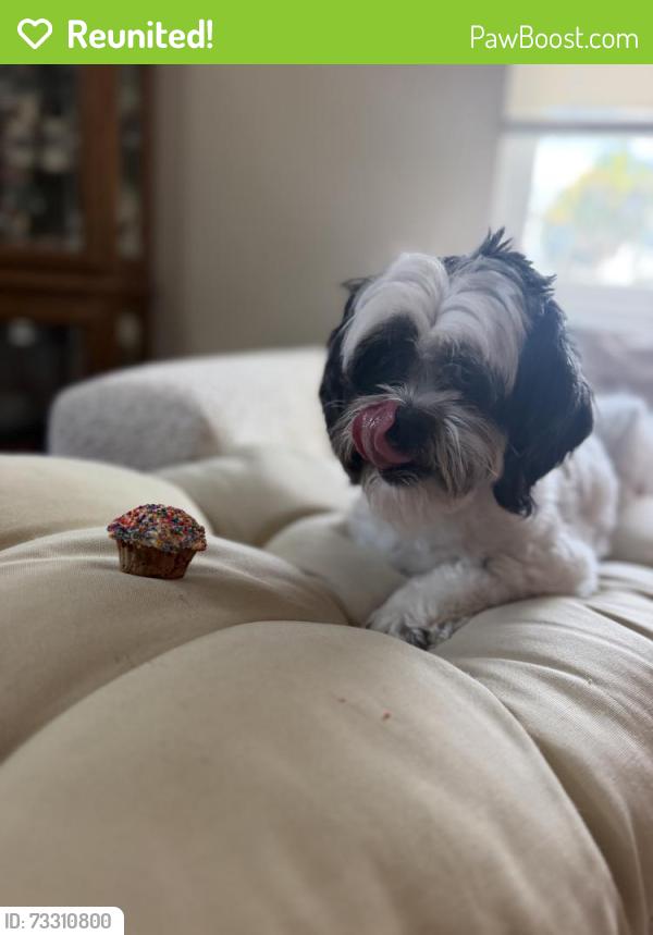 Reunited Female Dog last seen Babcock and Waco, Palm Bay, FL 32909