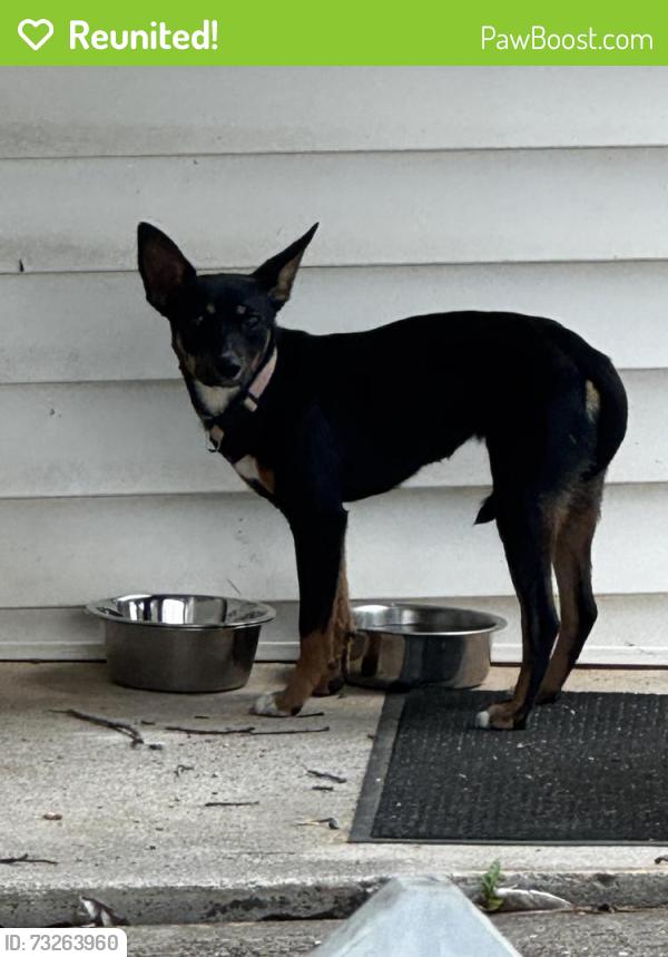 Reunited Unknown Dog last seen Near my old hse, Monroe County, TN 37354
