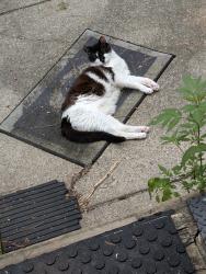 Lost Female Cat last seen lake Lansing and Coolidge, East Lansing, MI 48823