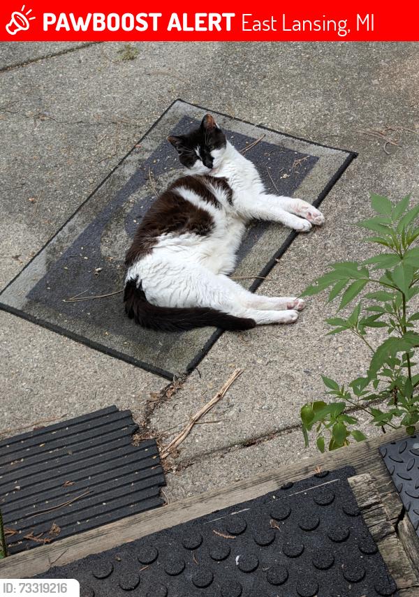 Lost Female Cat last seen lake Lansing and Coolidge, East Lansing, MI 48823