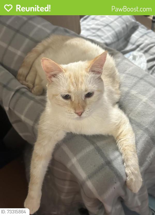 Reunited Female Cat last seen N 50th Ave and Cleveland St., Hollywood, FL 33021