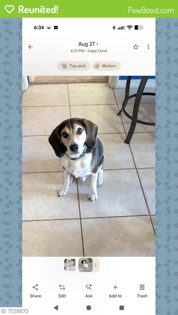 Reunited Male Dog last seen Santa Barbara and SE 8th St, Cape Coral, FL 33990