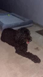 Reunited Female Dog last seen Near, San Diego, CA 92173