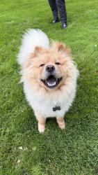 Reunited Male Dog last seen Greensward, New Albany, OH 43054