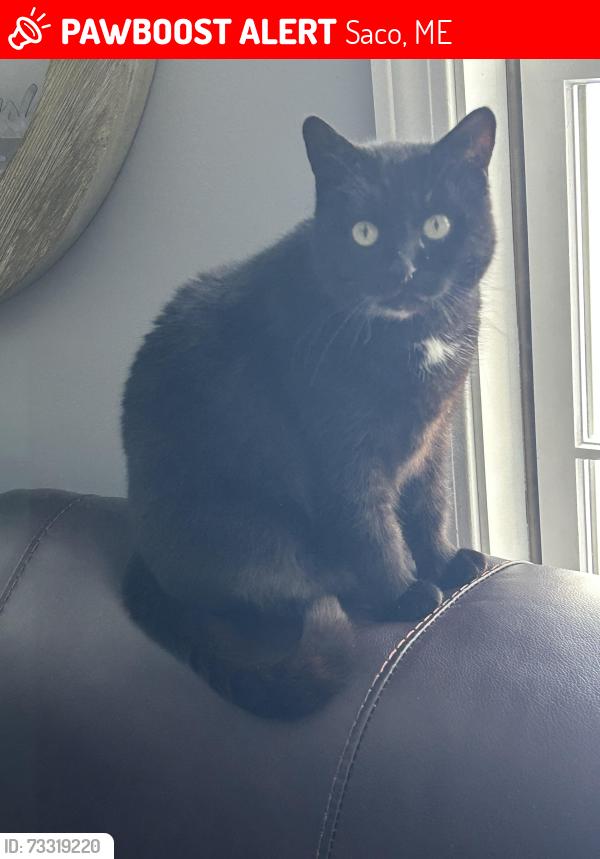 Lost Female Cat last seen Grant Road, Saco, ME 04072