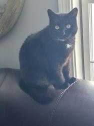 Lost Female Cat last seen Grant Road, Saco, ME 04072