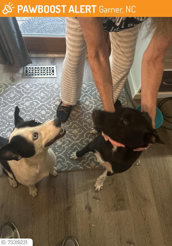Found/Stray Female Dog last seen Near halstead cir, Garner, NC 27529