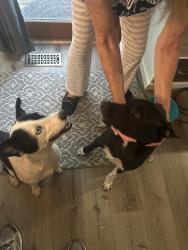 Found/Stray Female Dog last seen Near halstead cir, Garner, NC 27529
