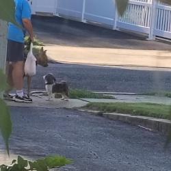 Found/Stray Unknown Dog last seen Ewan Terrace, Vineland, NJ 08360