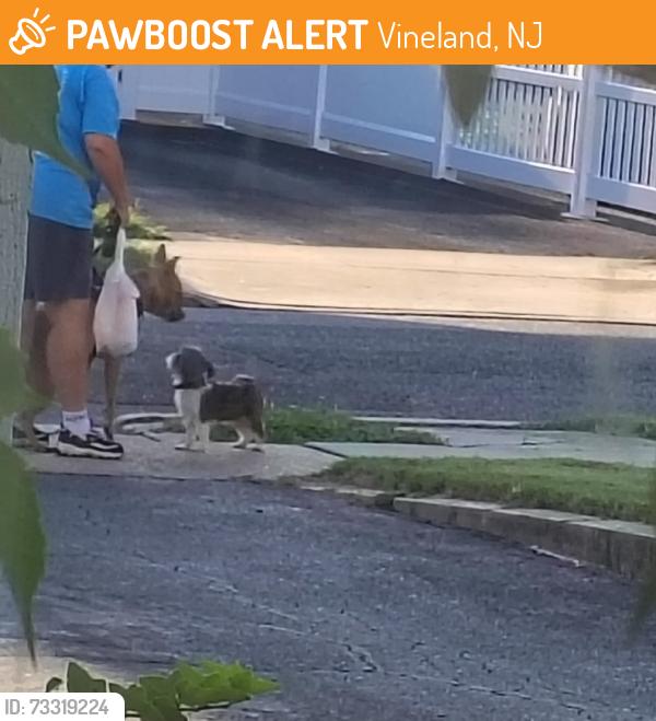 Found/Stray Unknown Dog last seen Ewan Terrace, Vineland, NJ 08360
