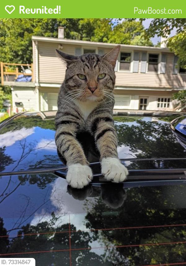 Reunited Male Cat last seen Buckingham Court/HungerfordAv./Fairview St./Hillside, Watertown, CT 06779