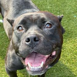 Shelter Stray Male Dog last seen , Animal Care & Control Team of Philly, 111 W Hunting Park Ave, Philadelphia, PA 19140, USA