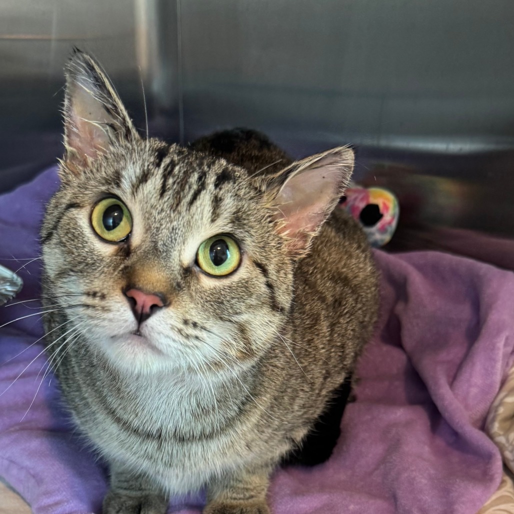 Shelter Stray Female Cat last seen , 21800 Central Ave, Matteson, IL 60443, USA