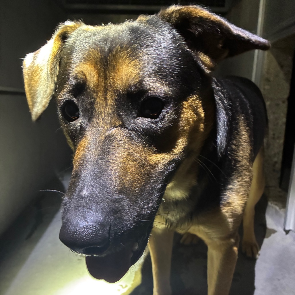 Shelter Stray Male Dog last seen , 361 S Raymond Ave, Pasadena, CA 91105, USA
