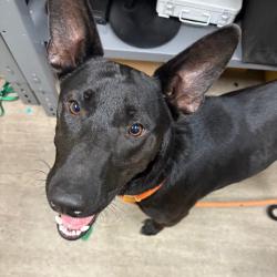 Shelter Stray Male Dog last seen , 361 S Raymond Ave, Pasadena, CA 91105, USA