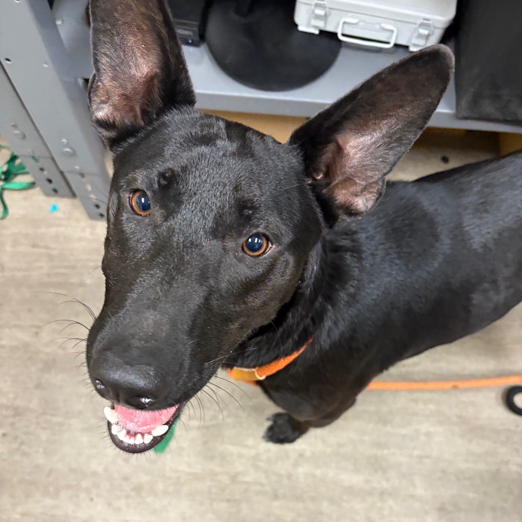 Shelter Stray Male Dog last seen , 361 S Raymond Ave, Pasadena, CA 91105, USA