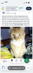 Found/Stray Male Cat last seen Bike path, Warren, Warren, RI 02885