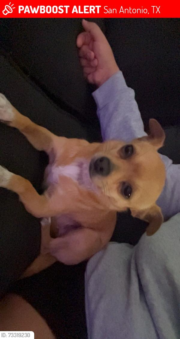 Lost Male Dog last seen Brown leaf and military, San Antonio, TX 78227